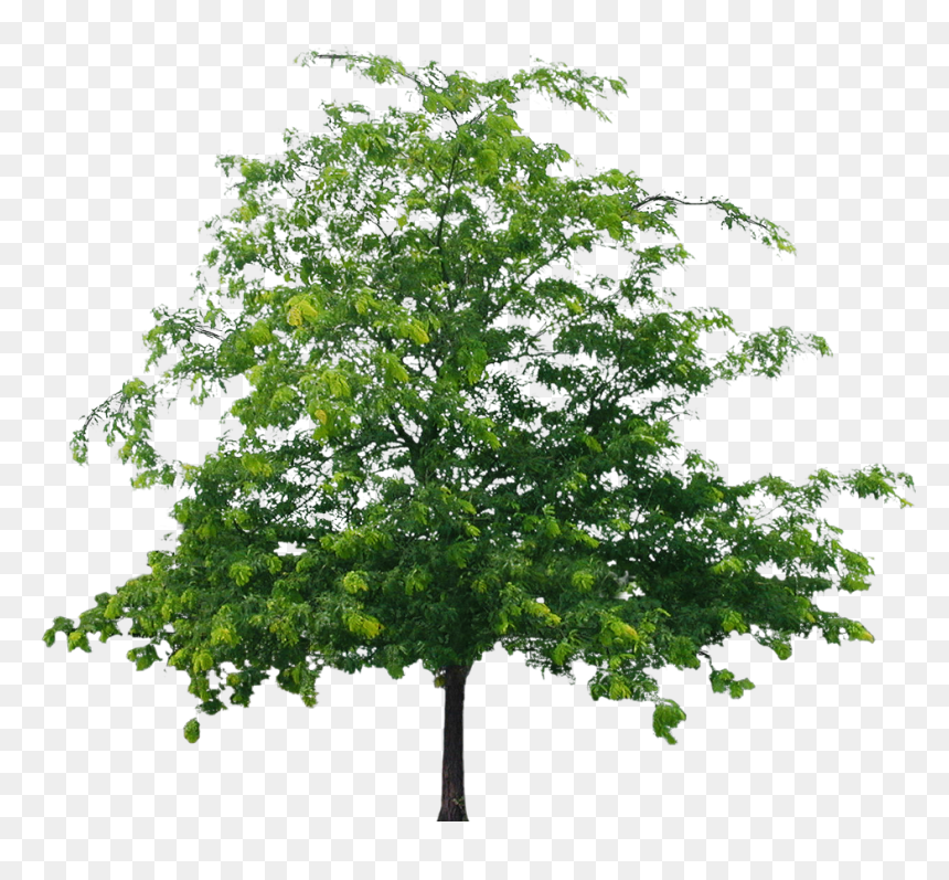 Detail Tree Png Transparent Nomer 21