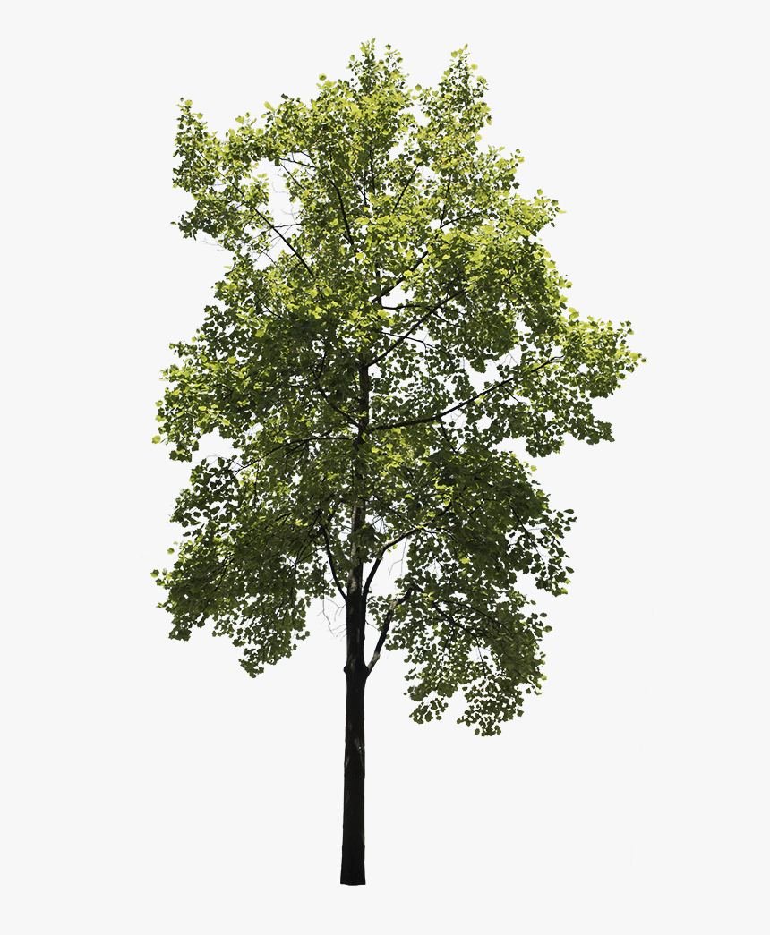 Detail Tree Png Transparent Nomer 27