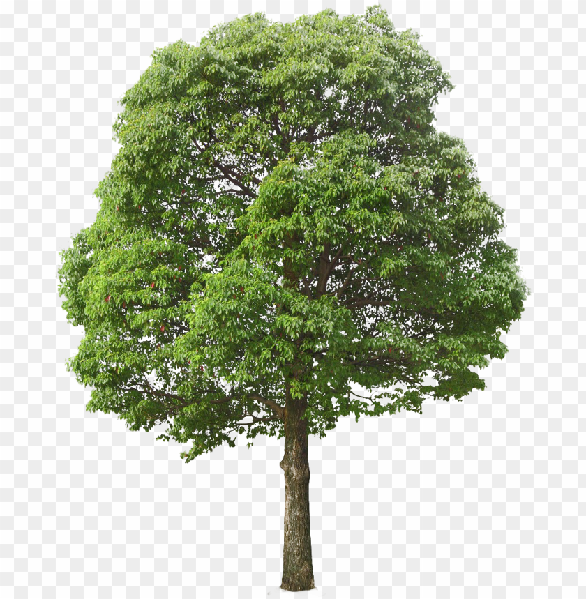 Detail Tree Png Transparent Nomer 9
