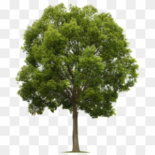 Detail Tree Pngs Nomer 17