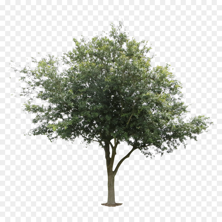 Detail Tree Pngs Nomer 23