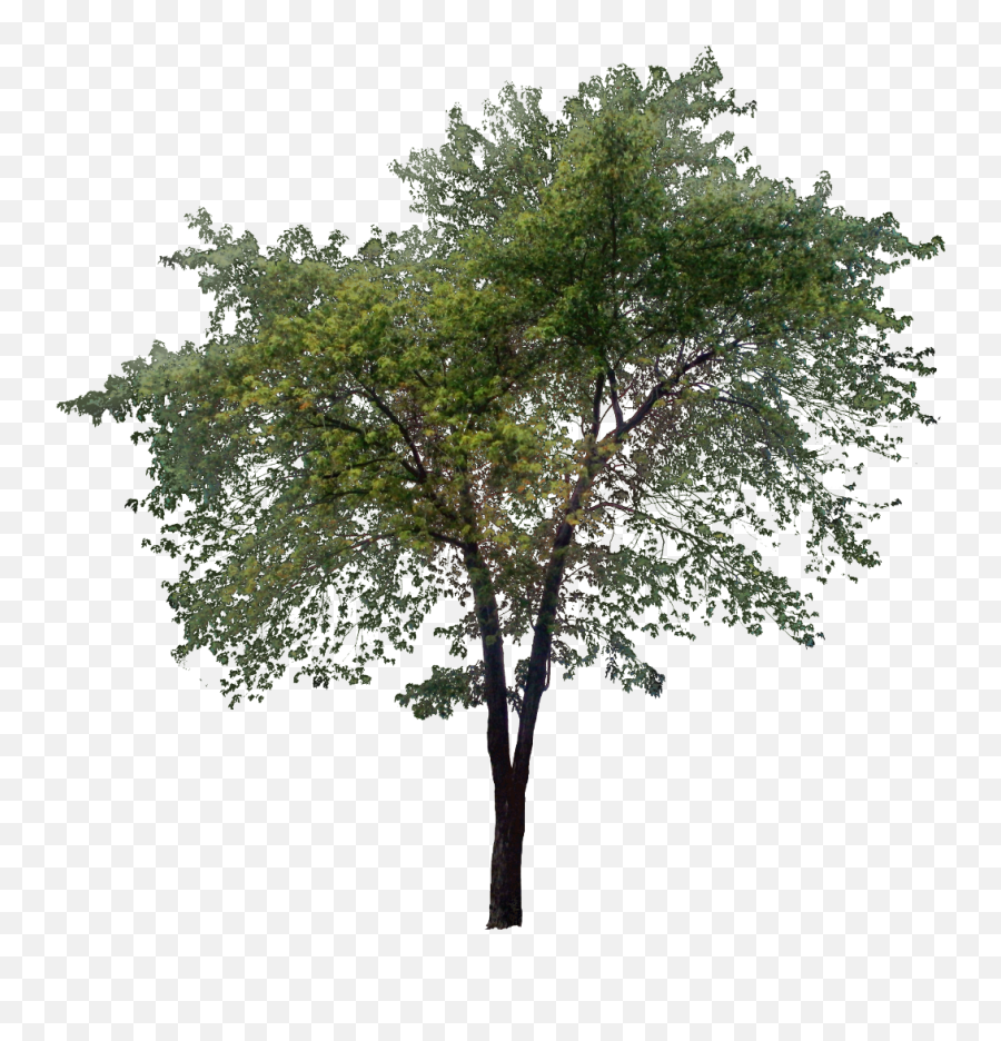 Detail Tree Pngs Nomer 25