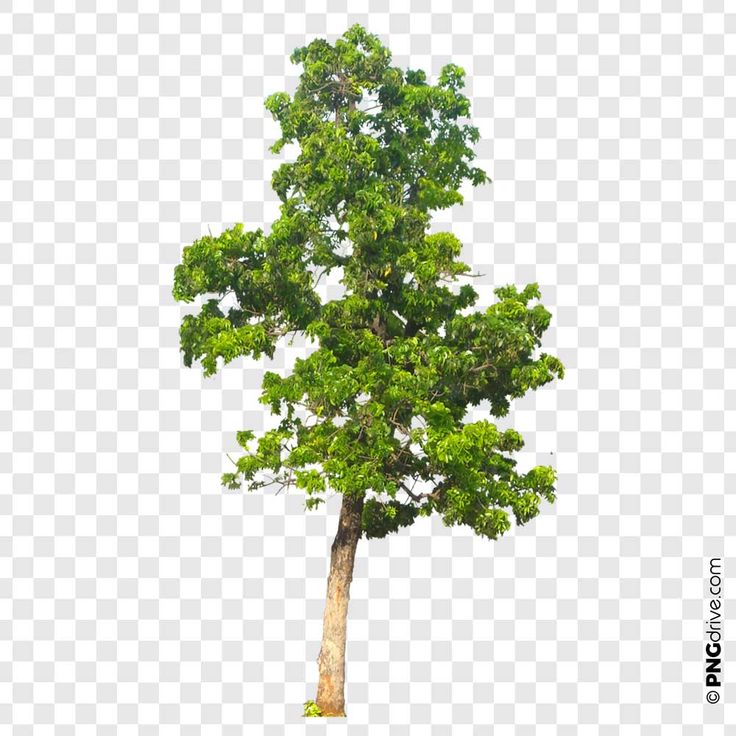 Detail Tree Pngs Nomer 37