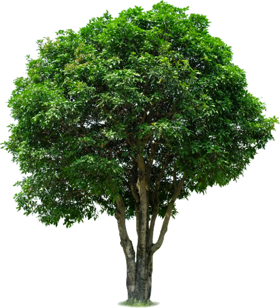 Tree Psd - KibrisPDR