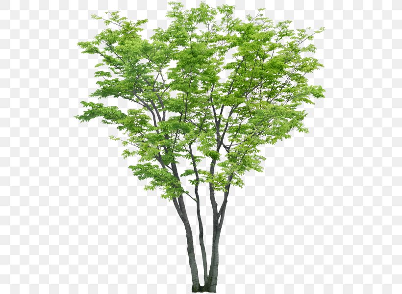 Detail Tree Psd Nomer 2