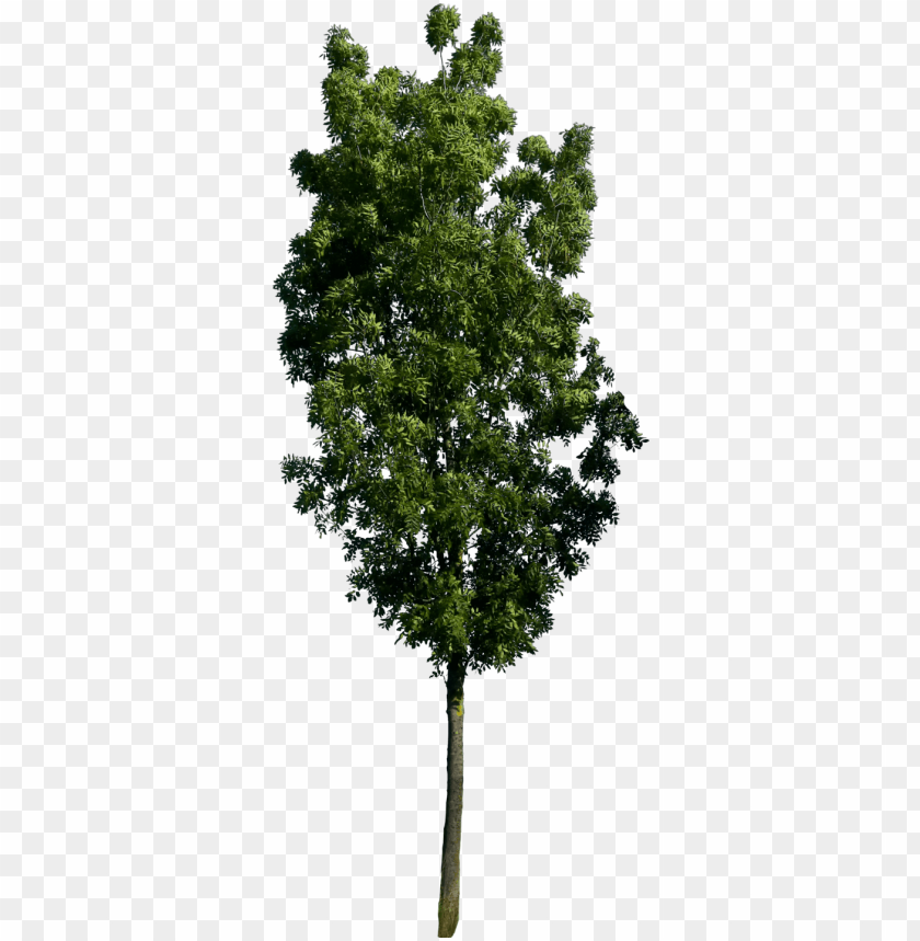 Detail Tree Psd Nomer 11
