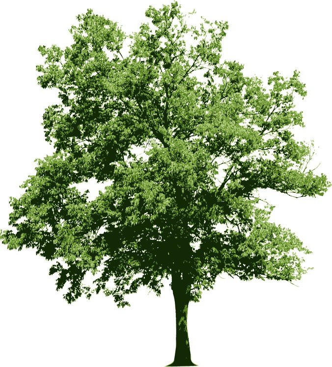 Detail Tree Psd Nomer 13