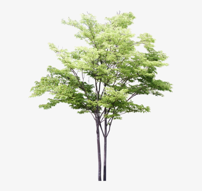 Detail Tree Psd Nomer 14
