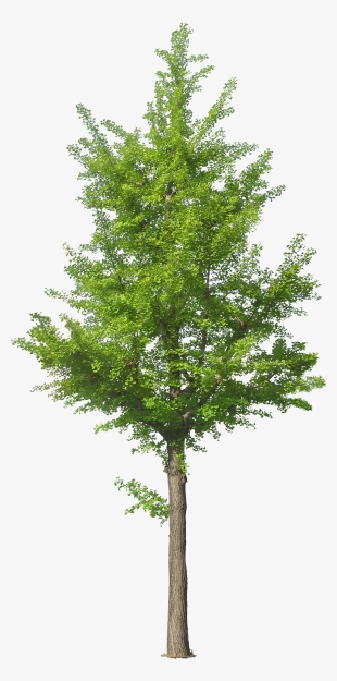 Detail Tree Psd Nomer 15