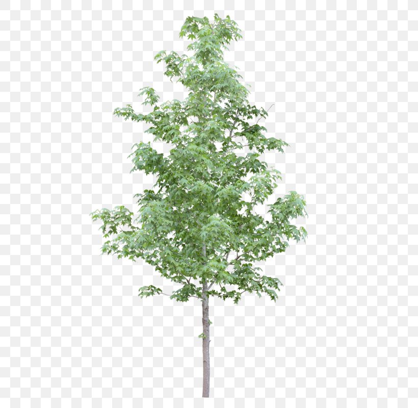 Detail Tree Psd Nomer 16