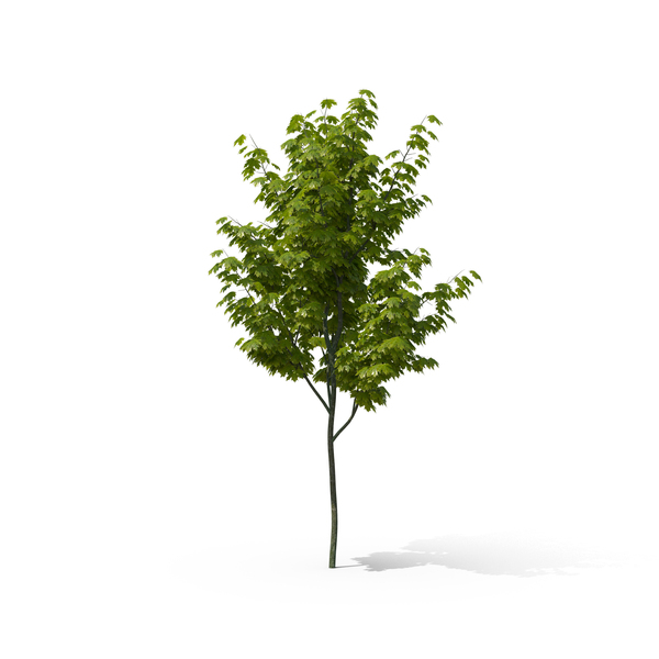 Detail Tree Psd Nomer 18