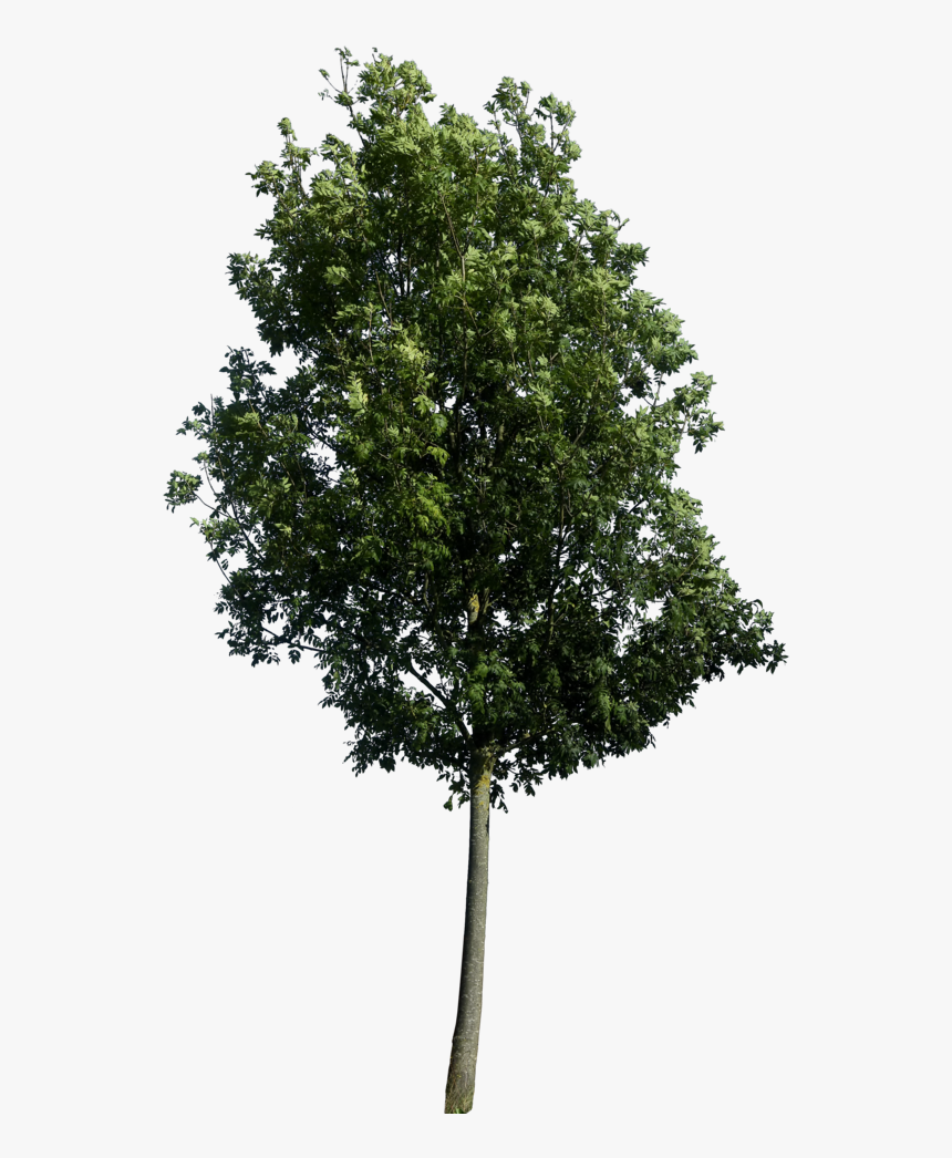 Detail Tree Psd Nomer 19