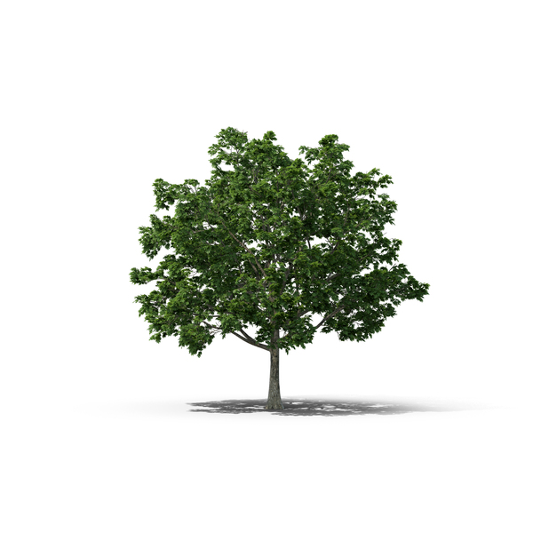 Detail Tree Psd Nomer 20
