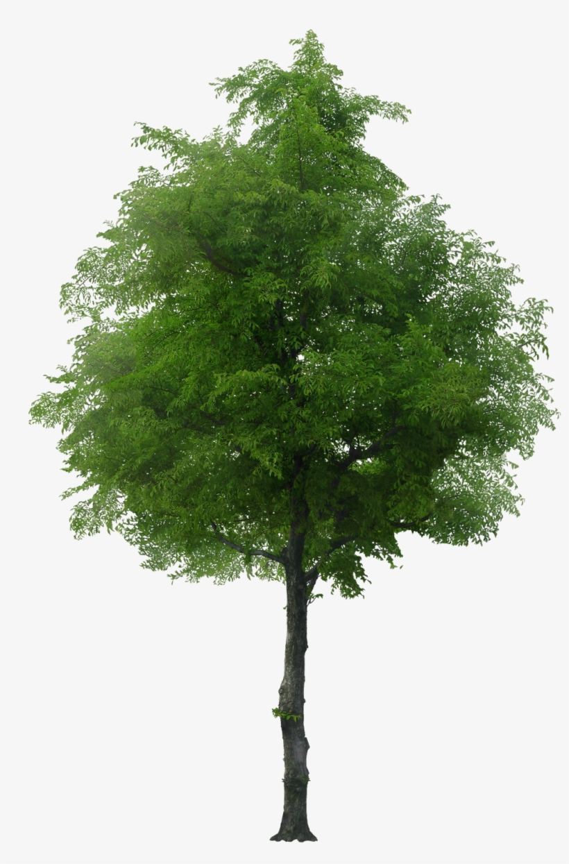 Detail Tree Psd Nomer 3