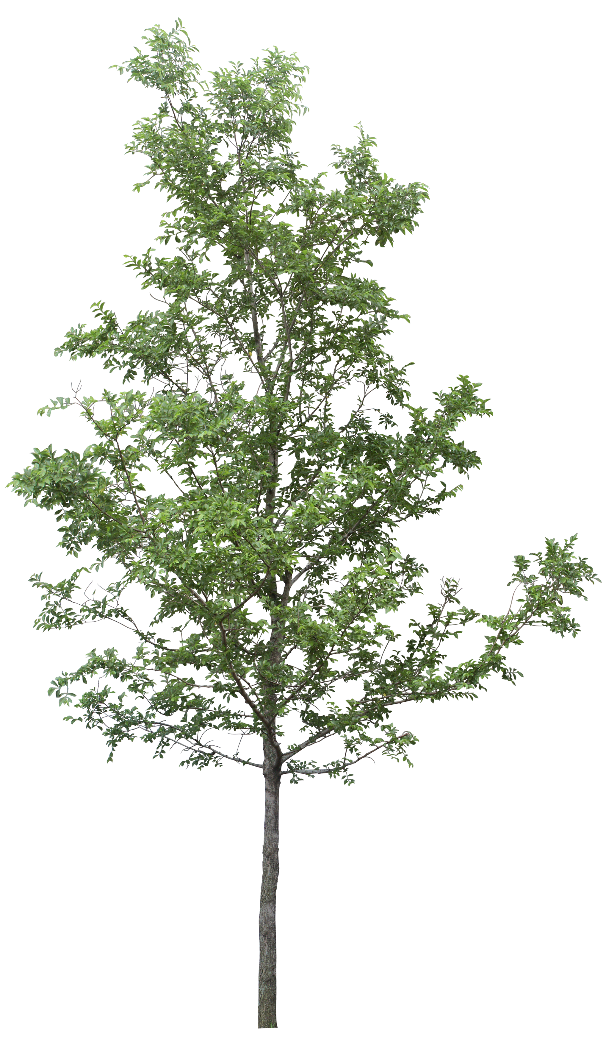 Detail Tree Psd Nomer 21