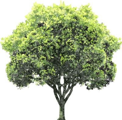 Detail Tree Psd Nomer 22