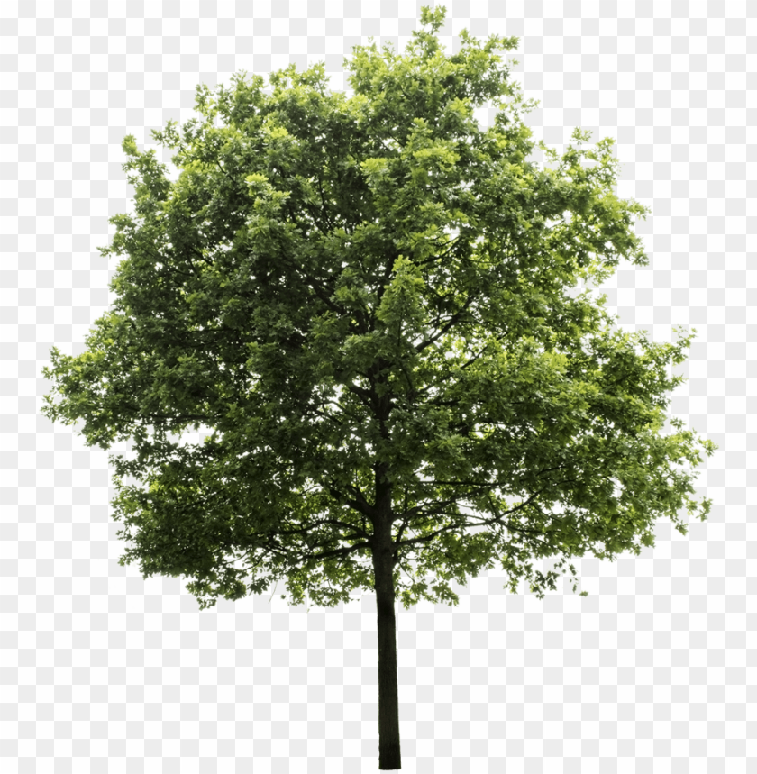 Detail Tree Psd Nomer 23