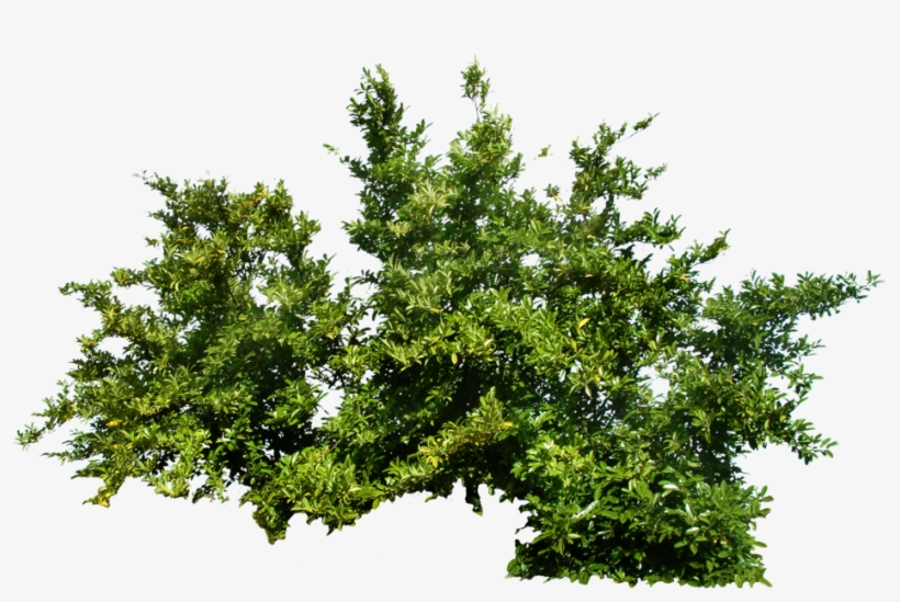 Detail Tree Psd Nomer 24