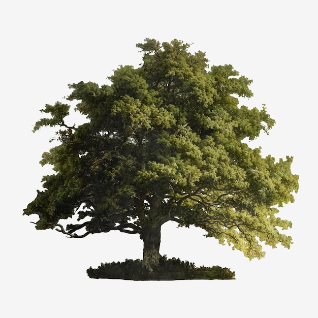 Detail Tree Psd Nomer 25