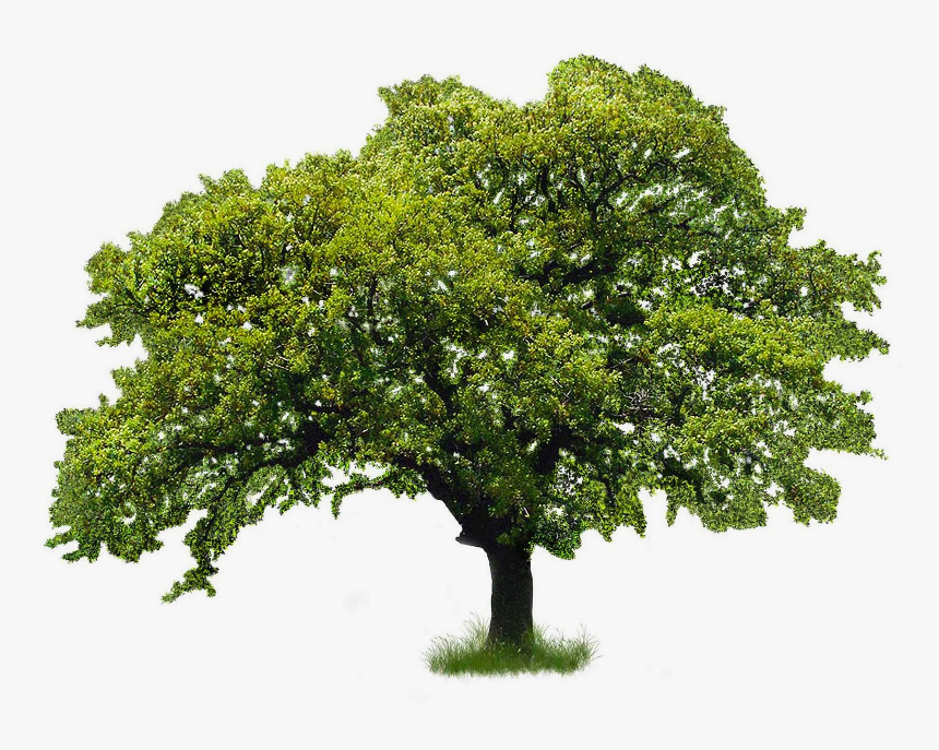 Detail Tree Psd Nomer 26