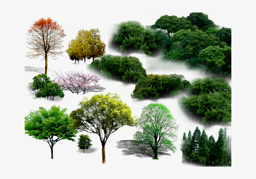 Detail Tree Psd Nomer 27