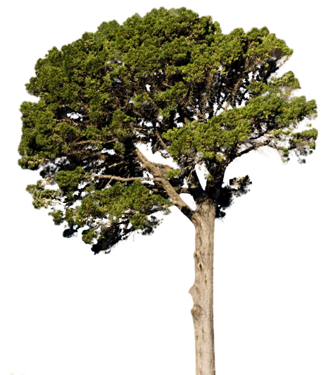 Detail Tree Psd Nomer 28