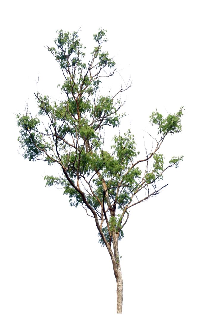 Detail Tree Psd Nomer 29
