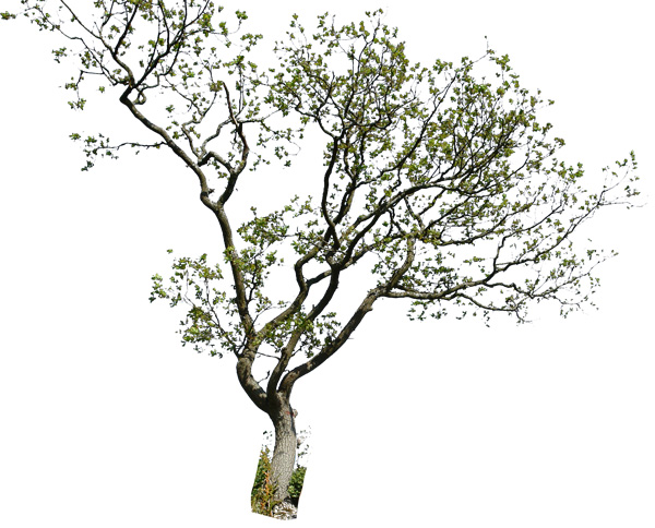 Detail Tree Psd Nomer 4