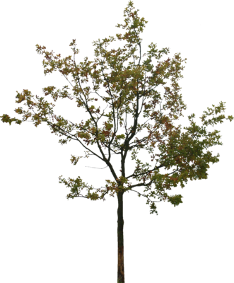 Detail Tree Psd Nomer 30