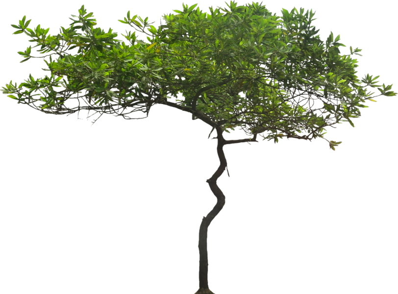 Detail Tree Psd Nomer 31