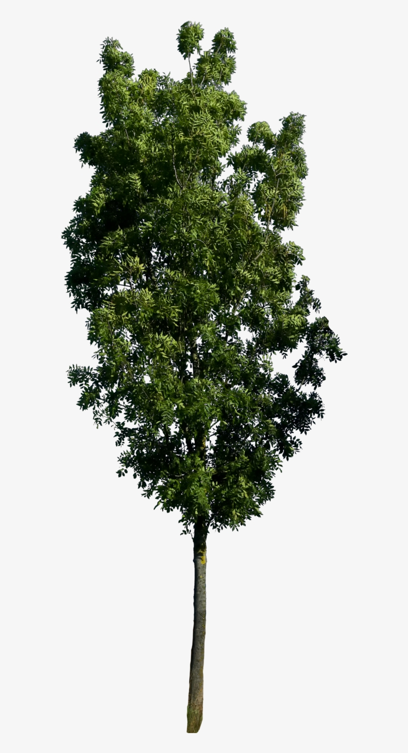 Detail Tree Psd Nomer 32