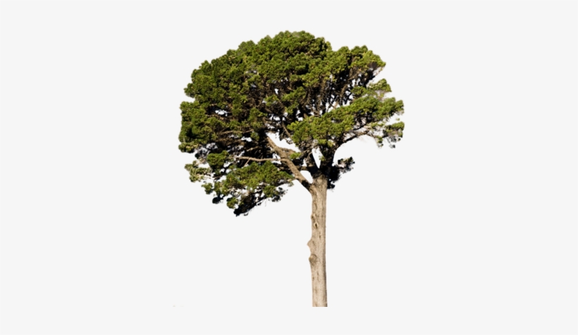 Detail Tree Psd Nomer 34