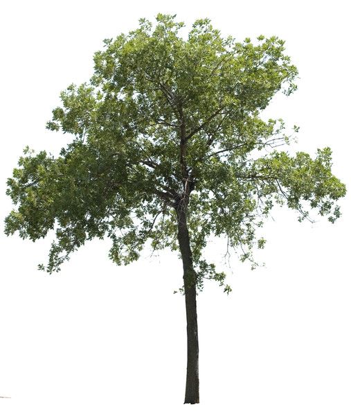 Detail Tree Psd Nomer 5