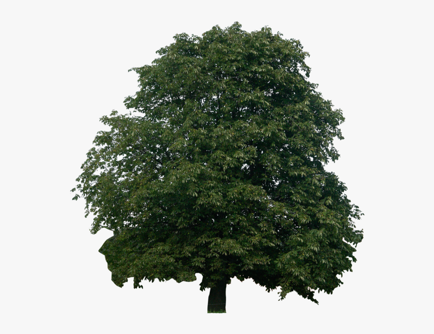 Detail Tree Psd Nomer 39