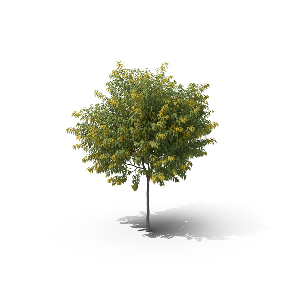 Detail Tree Psd Nomer 40