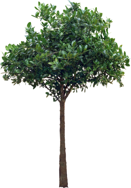 Detail Tree Psd Nomer 42