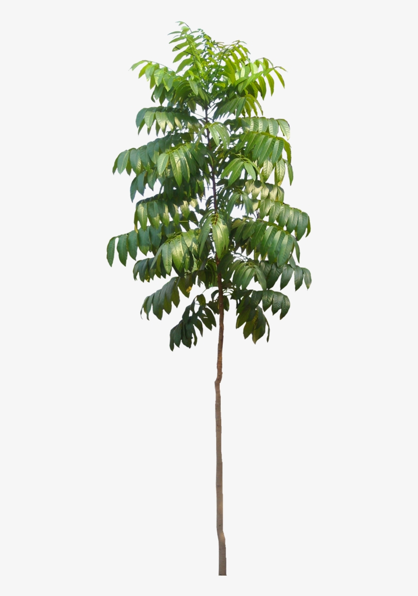 Detail Tree Psd Nomer 44