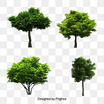 Detail Tree Psd Nomer 45