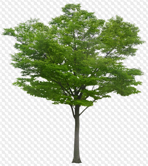 Detail Tree Psd Nomer 6