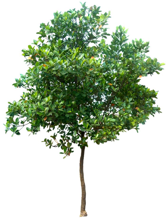 Detail Tree Psd Nomer 47