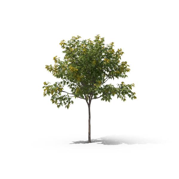 Detail Tree Psd Nomer 48