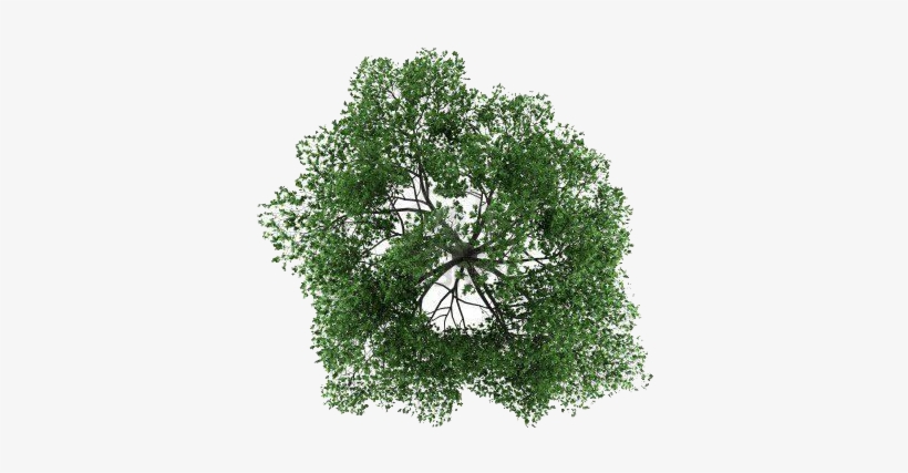 Detail Tree Psd Nomer 50