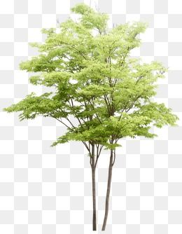 Detail Tree Psd Nomer 8