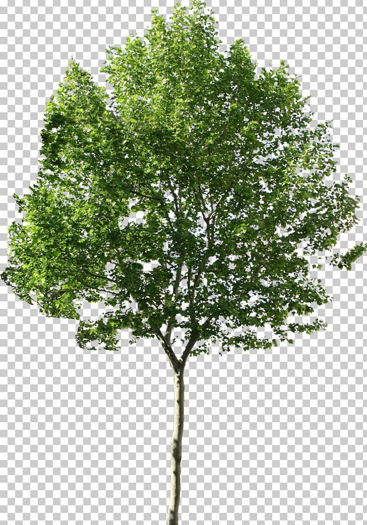 Detail Tree Psd Nomer 9