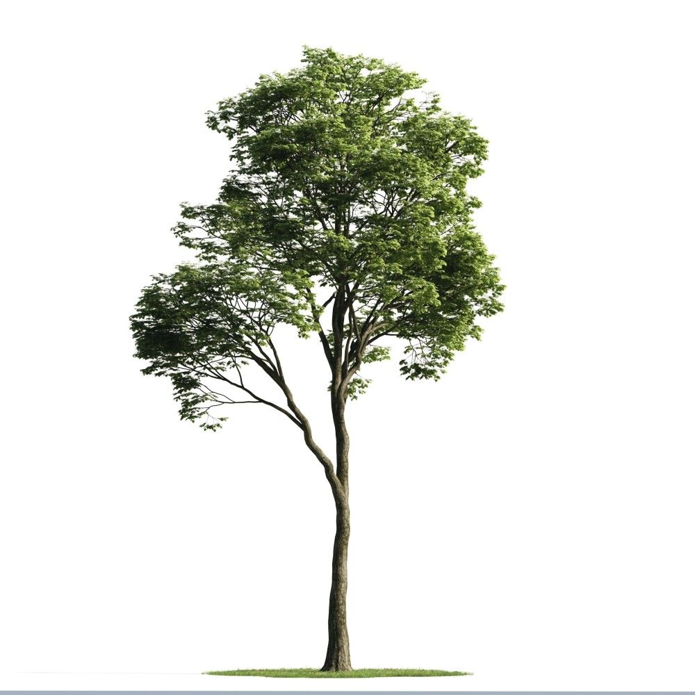 Detail Tree Psd Nomer 10