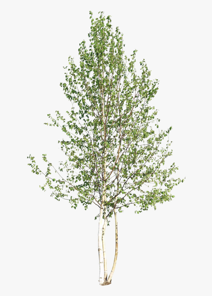 Tree Section Png - KibrisPDR