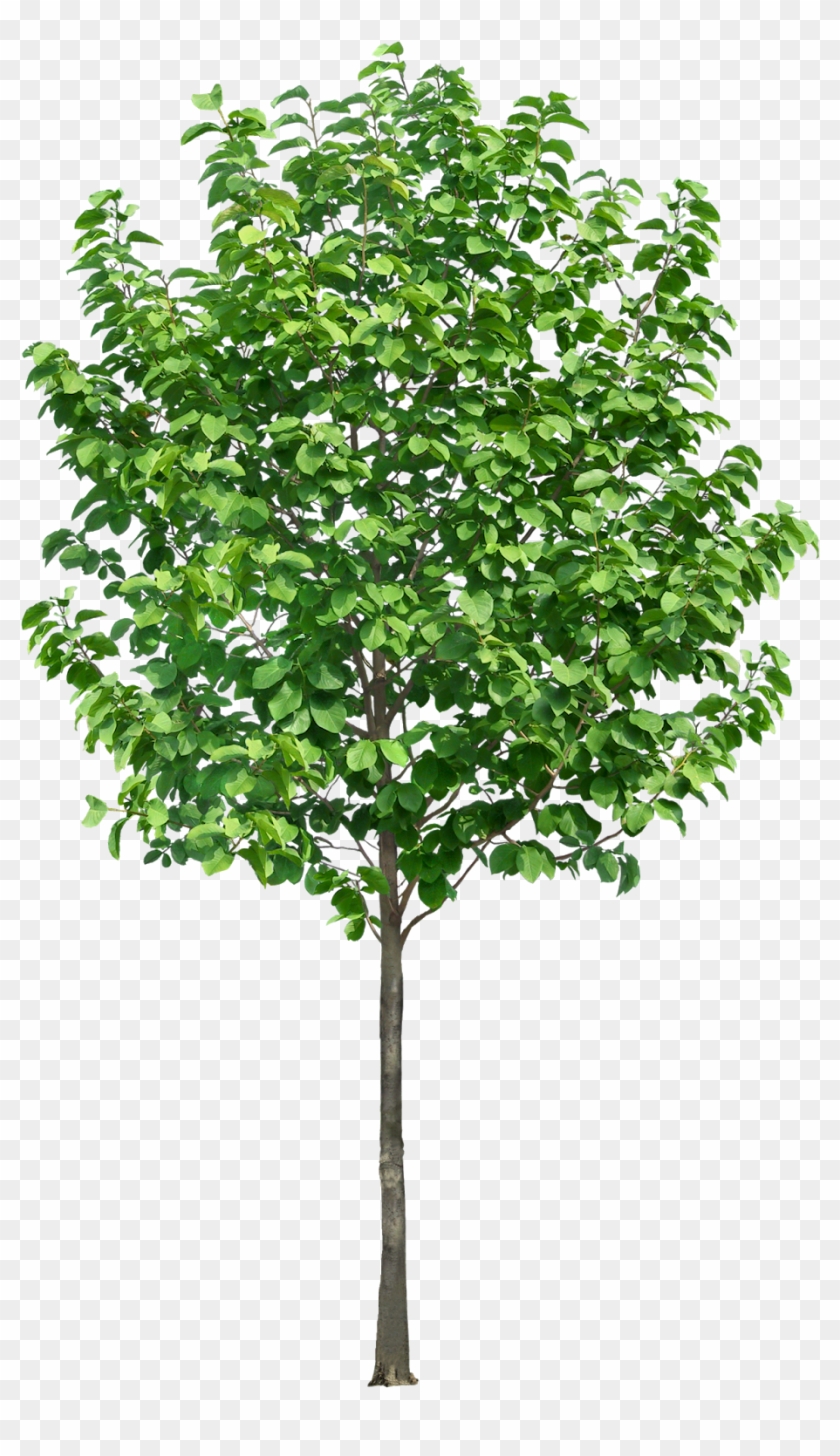 Detail Tree Section Png Nomer 2