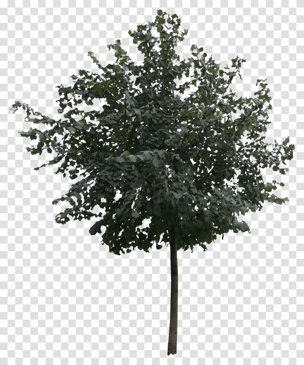 Detail Tree Section Png Nomer 10