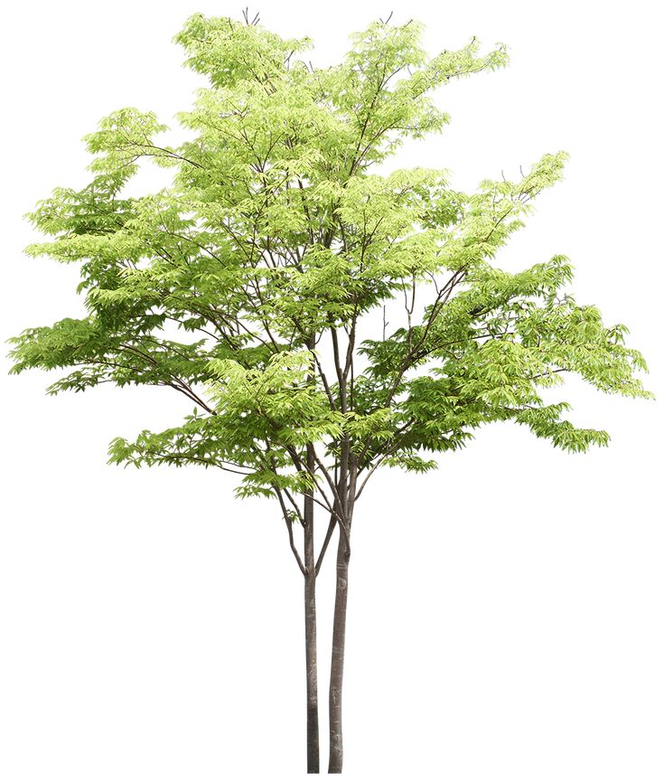 Detail Tree Section Png Nomer 11