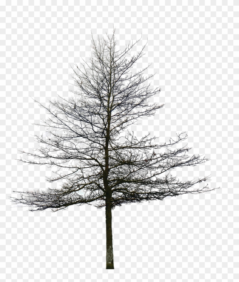 Detail Tree Section Png Nomer 12